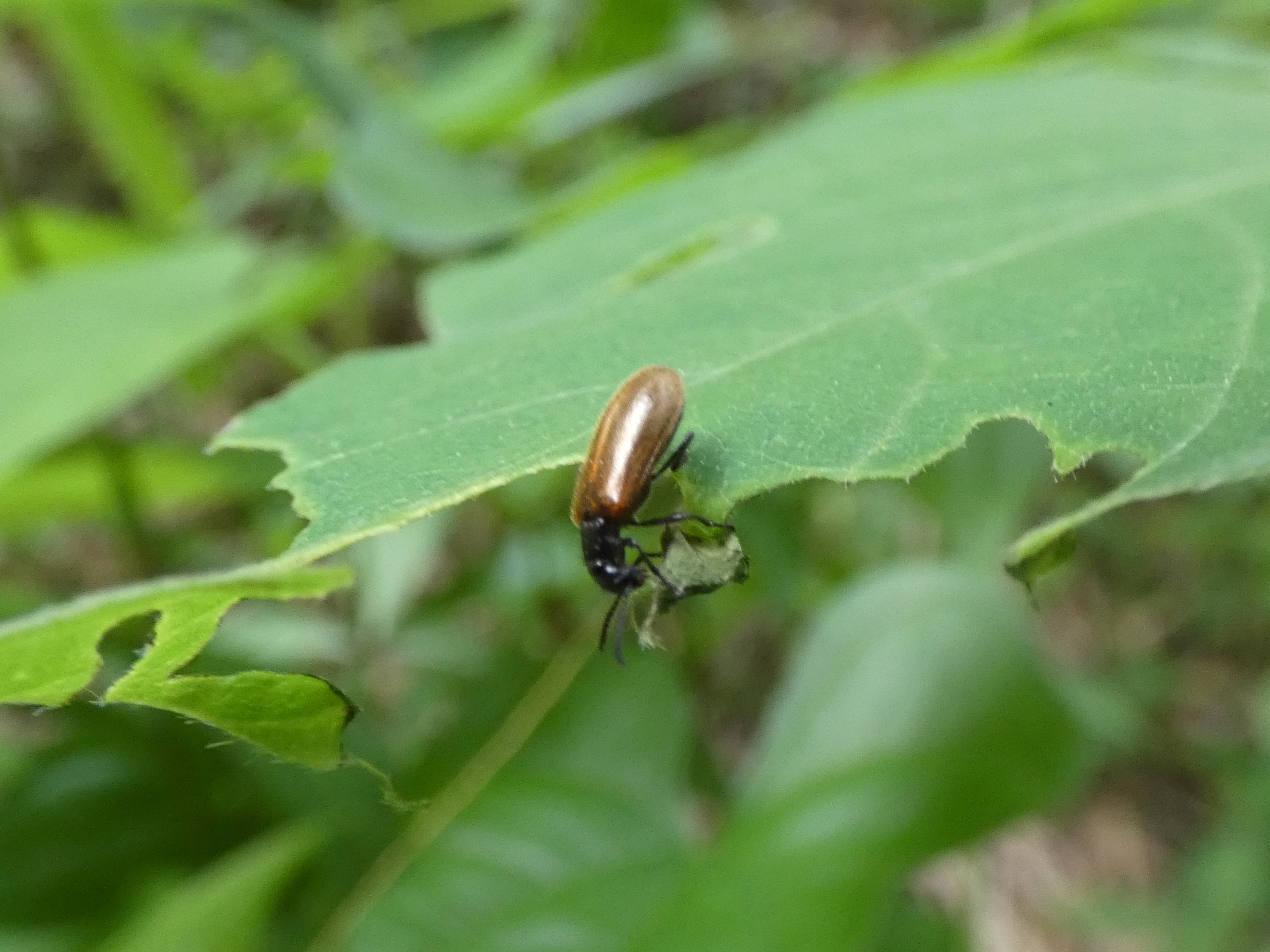 photo_1